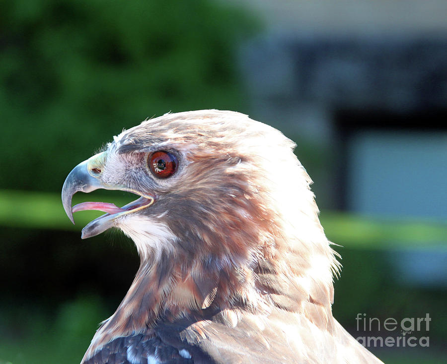 Falcon Photograph - Profile in Predator  by Steven Digman