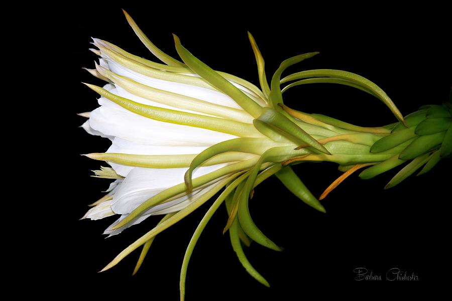Abstract Photograph - Profile Night Blooming Cereus by Barbara Chichester