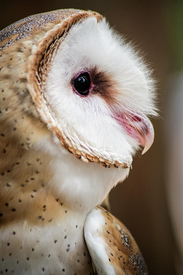 Profile of a Barn Owl Photograph by Don Johnson