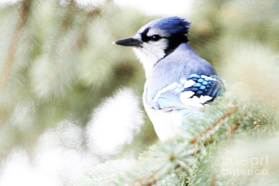 Profile of a Bluejay Photograph by Alyce Taylor
