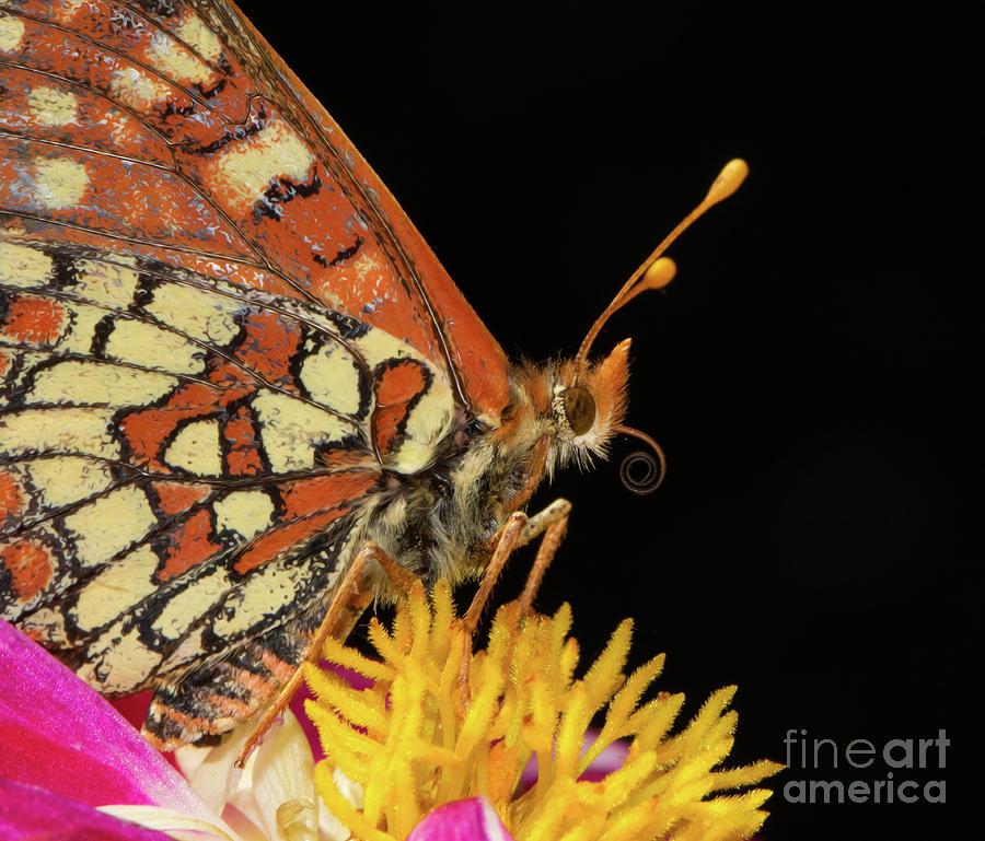 Profile Of A Butterfly Photograph by Mimi Ditchie