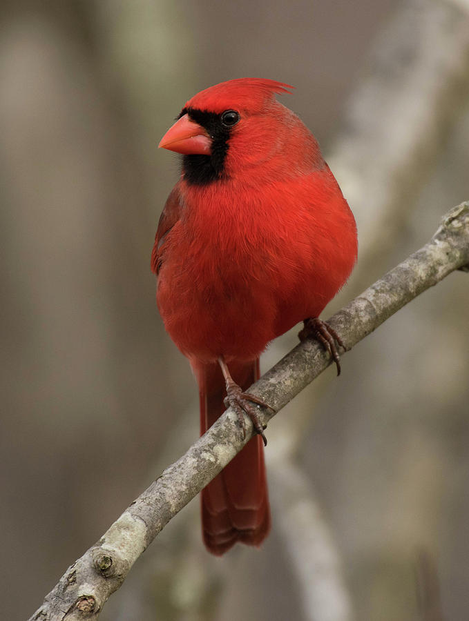 Profile of a Cardinal Photograph by Jody Partin