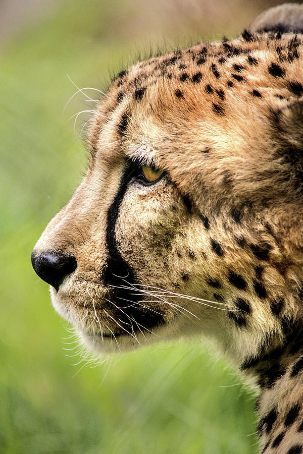 Profile of a Cheetah Photograph by Don Johnson