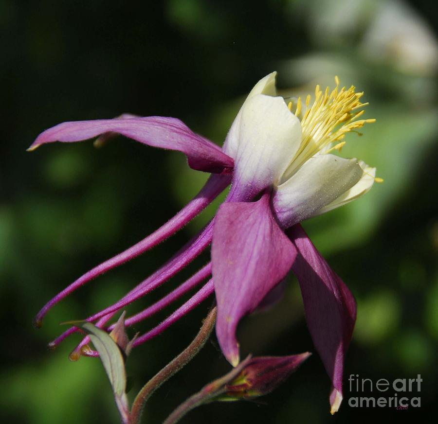 Profile of a Columbine Photograph by Cindy Manero