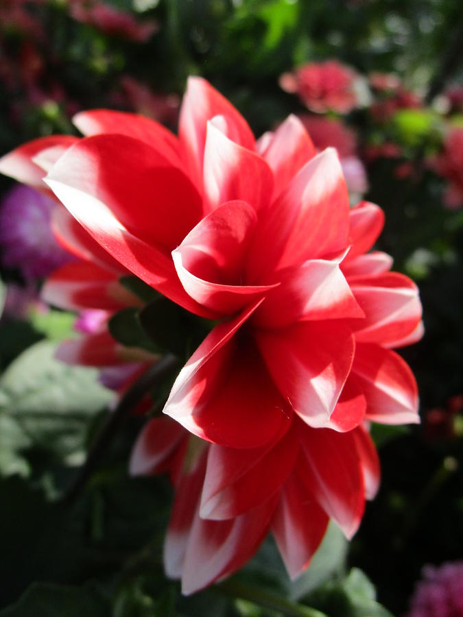 Profile of a Dahlia Photograph by Rosita Larsson