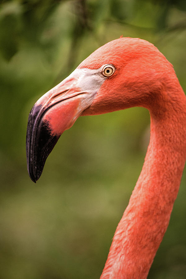 Profile of a Flamingo Photograph by Don Johnson