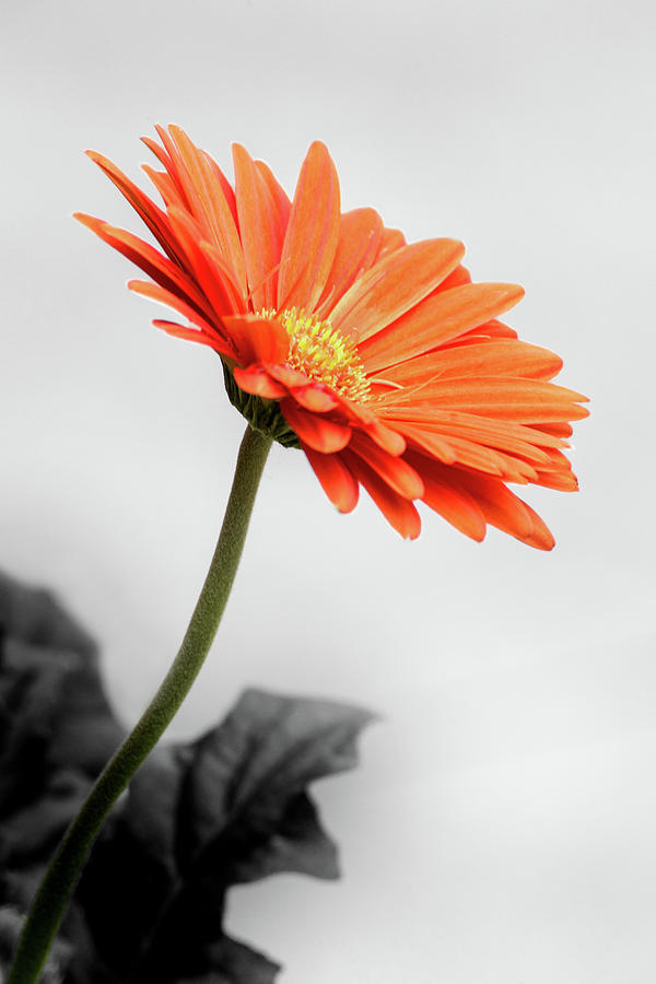Profile of a Gerbera in Selective Color Photograph by Don Johnson