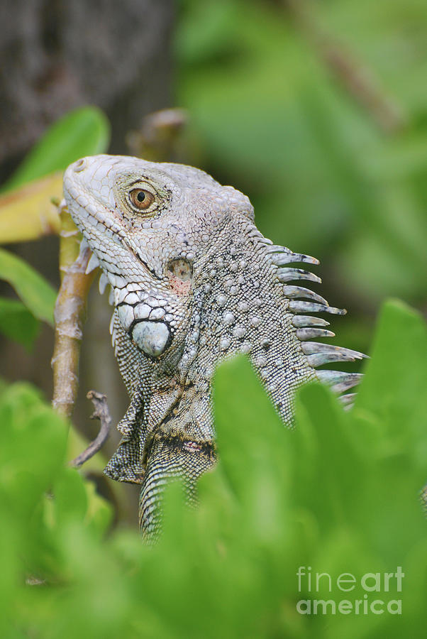 Wildlife Photograph - Profile of a Gray Iguana Perched in a Bush by DejaVu Designs