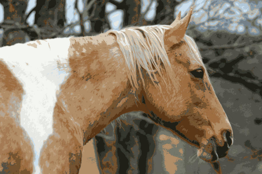 Profile Of A Horse Photograph