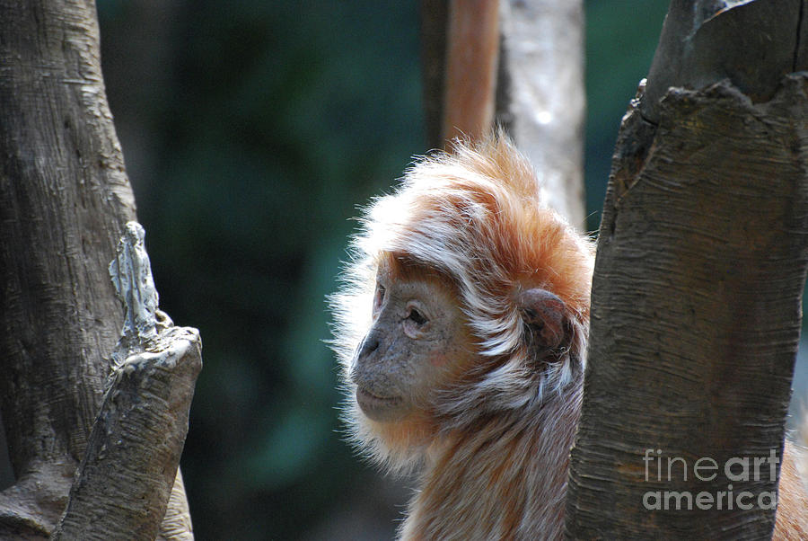 Profile of a Javan Langur Monkey in a Tree Photograph by DejaVu Designs