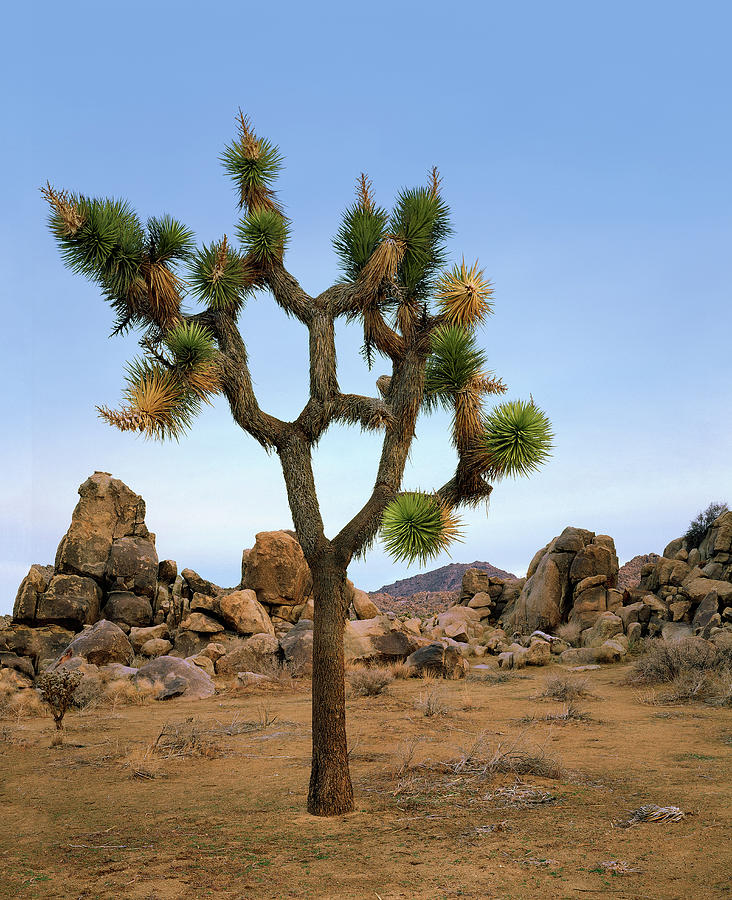 Profile of a Joshua Tree Photograph by Paul Breitkreuz