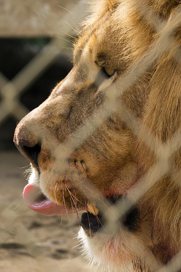 Profile of a King Photograph by Travis Rogers