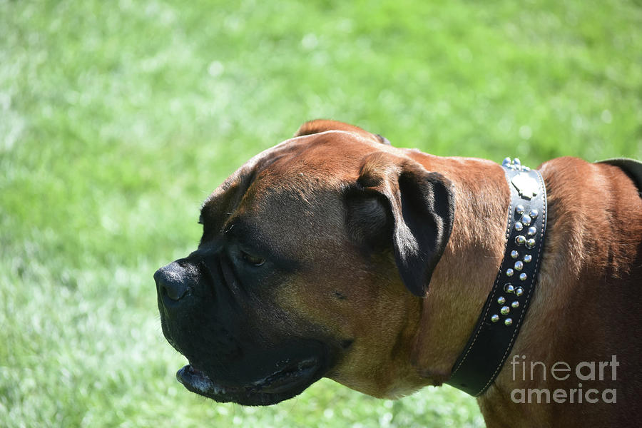 Profile of a Large Old English Mastiff Dog Photograph by DejaVu Designs