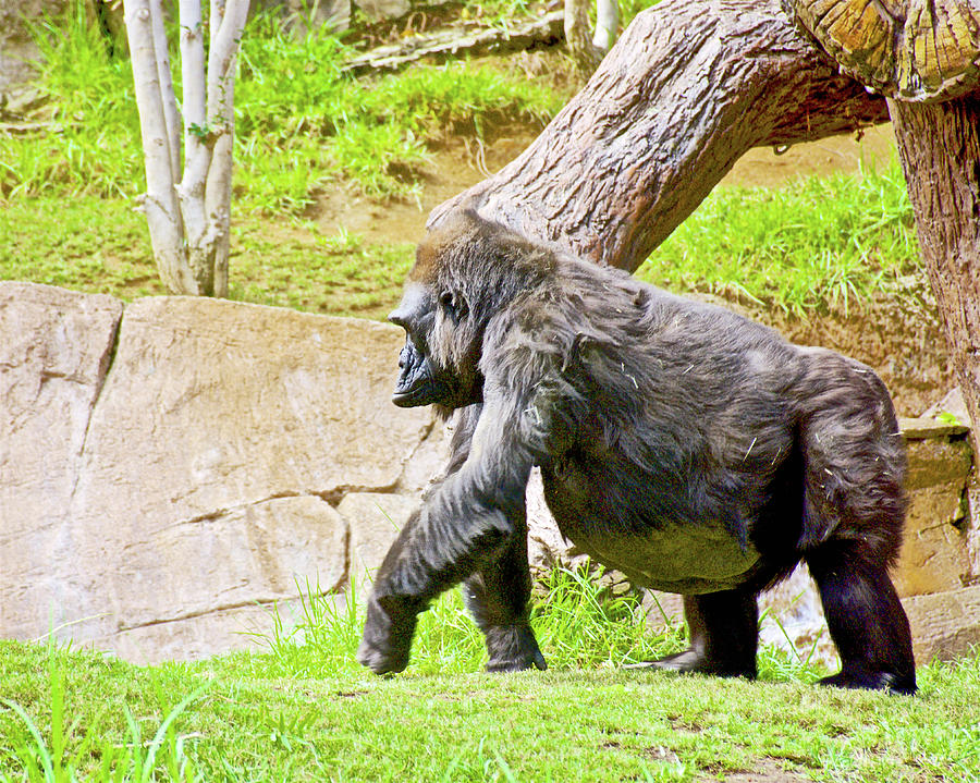 Profile of a Lowland Gorilla at San Diego Zoo Safari Park near Escondidio, California Photograph by Ruth Hager