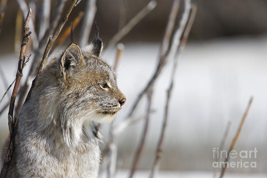 Winter Photograph - Profile of a Lynx by Tim Grams