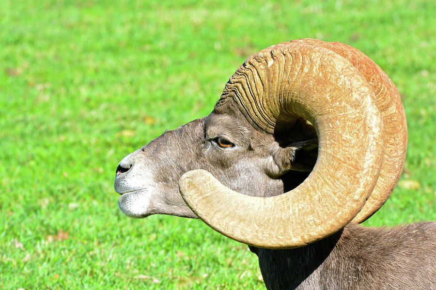 Profile of a Male Bighorn Sheep Photograph by Don Mercer
