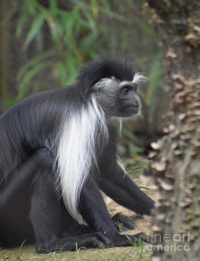 Profile of a Mantled Colobus Monkey Sitting Down Photograph by DejaVu Designs