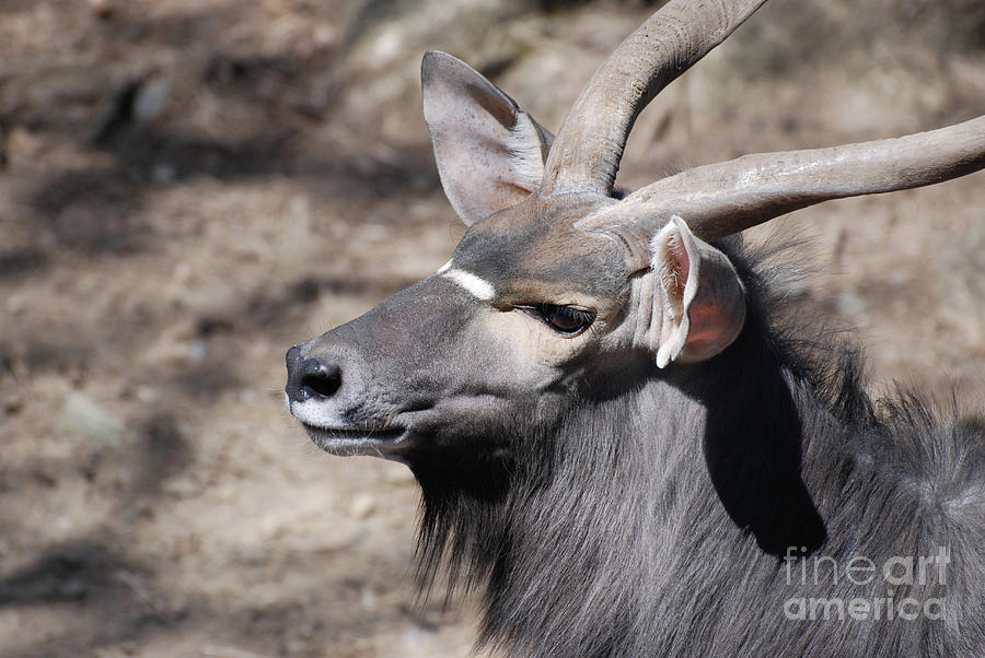 Profile of a Nyala Buck with a Sweet Face Photograph by DejaVu Designs ...