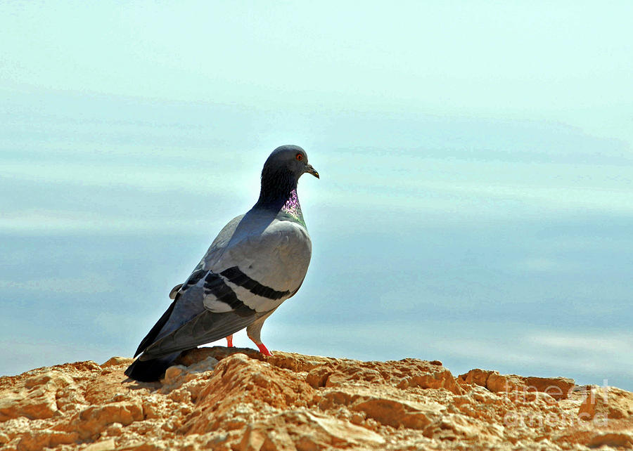 Profile Of A Pigeon Photograph by Lydia Holly