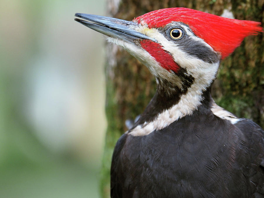 Profile of a Pileated Woodpecker Photograph by Jill Nightingale