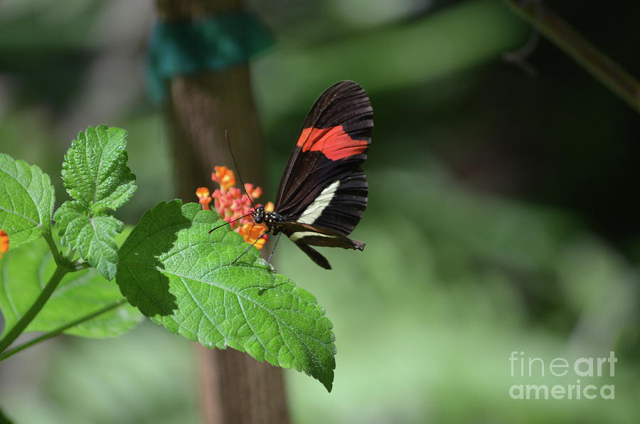Profile of a Postman Butterfly on a Pretty Flower Photograph by DejaVu Designs
