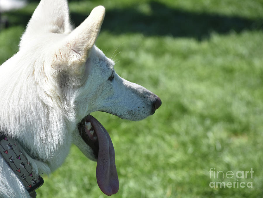 Profile of a Pretty White German Shepherd Dog Photograph by DejaVu Designs