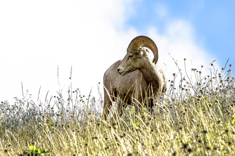 Profile of a Ram Photograph by Amy Sorvillo