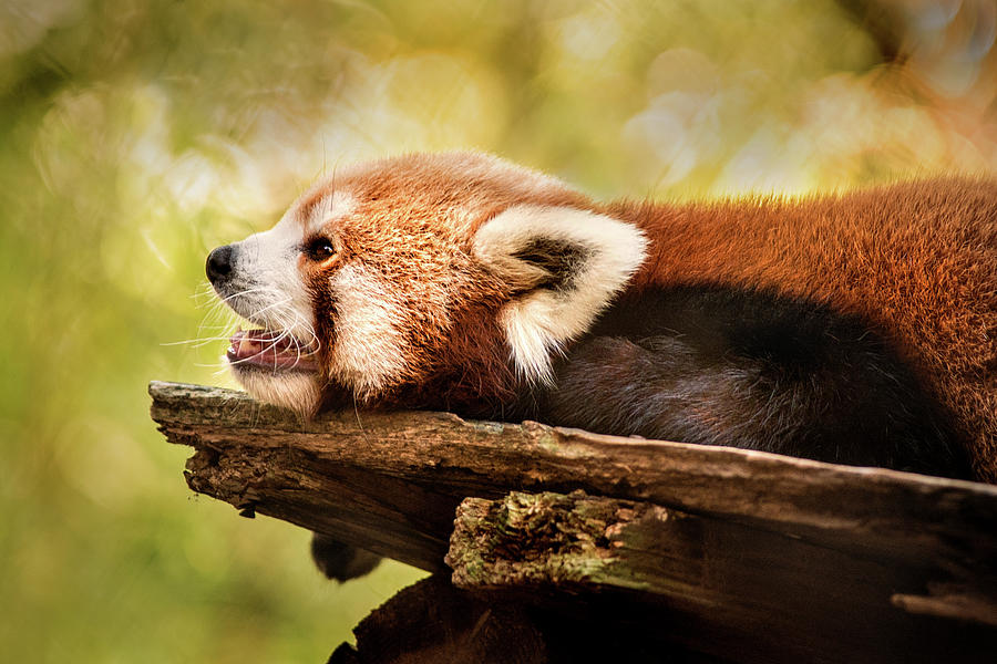 Profile of a Red Panda Photograph by Don Johnson