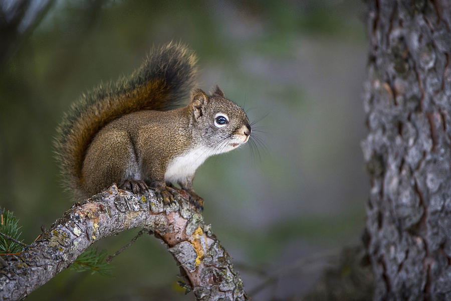 Profile of a Red Squirrel Photograph by Bill Cubitt