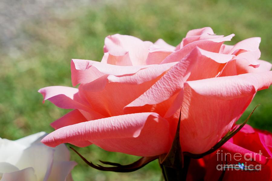Profile Of A Rose Photograph