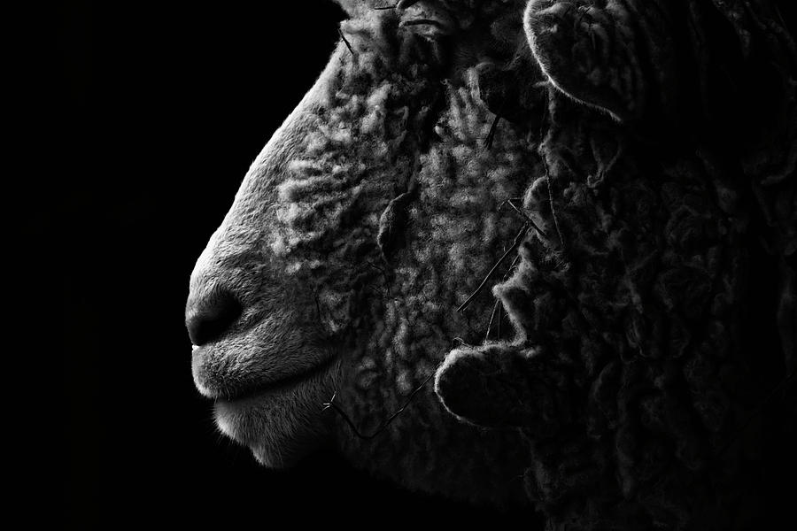 Profile of a Sheep Photograph by Travis Rogers