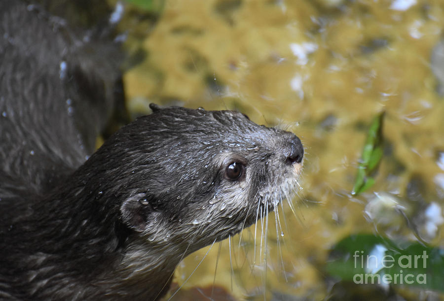 Profile of a Small North American River Otter Photograph by DejaVu Designs