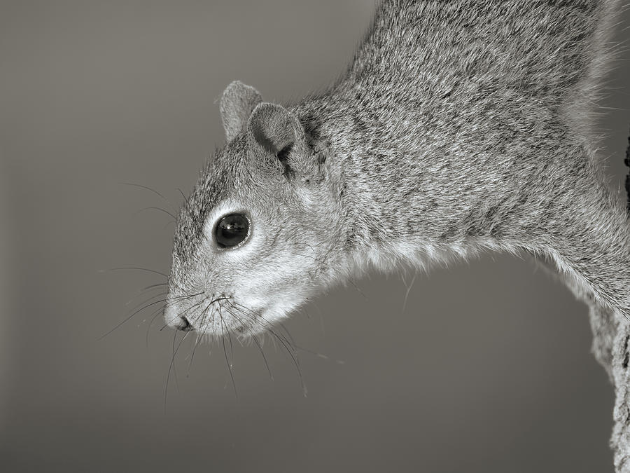 Profile of a Squirrel in Black and White Photograph by Jill Nightingale