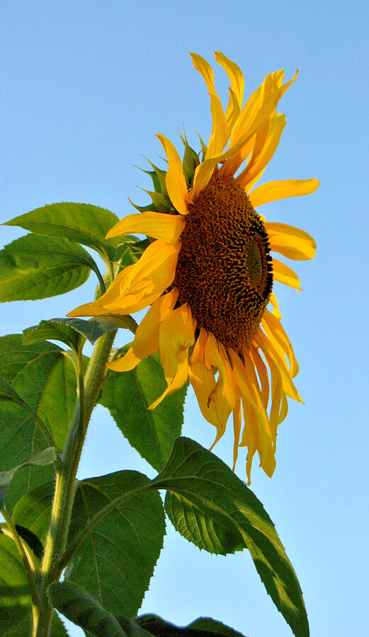 Profile Of A Sunflower Photograph by Kathleen Sartoris