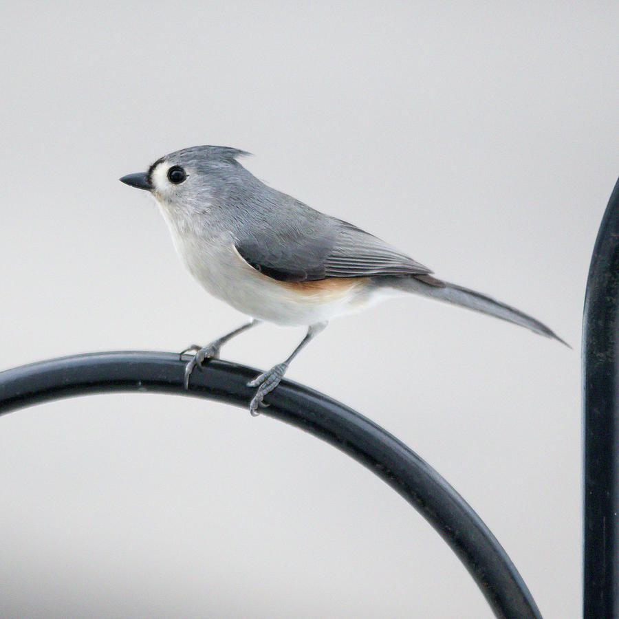 Profile of a Tufted Titmouse Photograph by Scene by Dewey