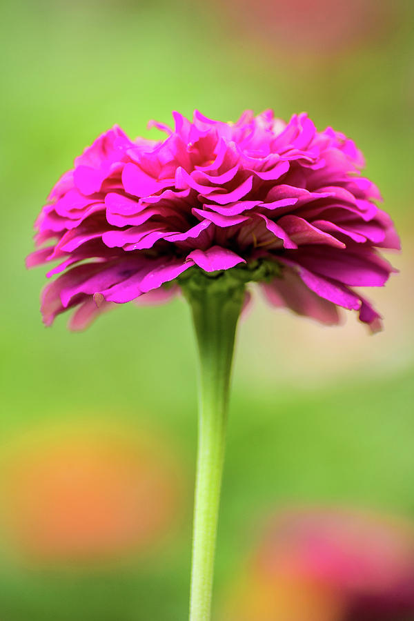 Profile of a Zinnia Photograph by Don Johnson
