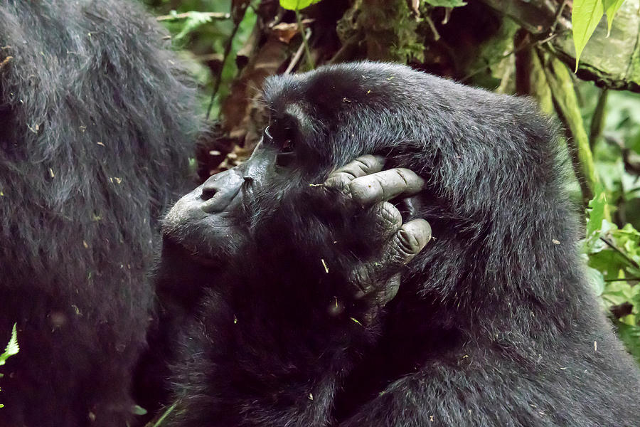 Profile of female mountain gorilla, Bwindi Impenetrable Forest N Photograph by Karen Foley