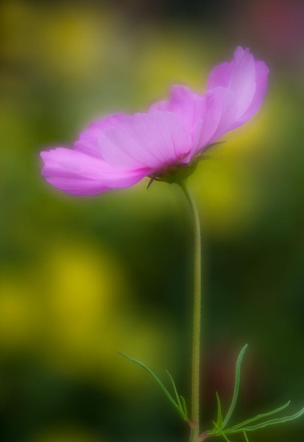 Profile of Flower Photograph by Greg Nyquist