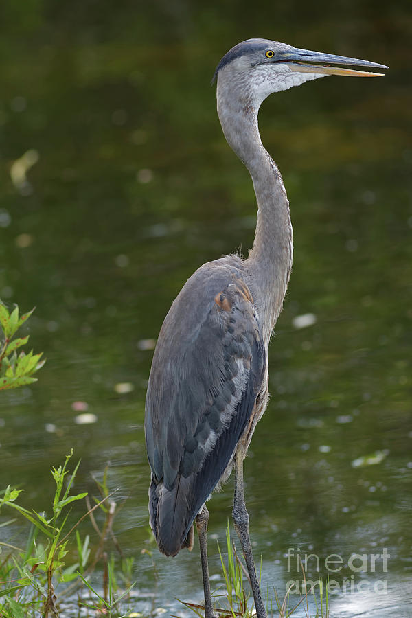 Profile of Great Blue Heron Photograph by Natural Focal Point Photography