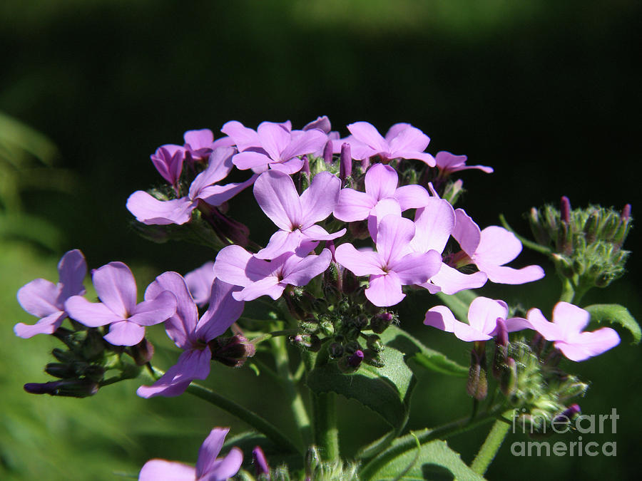 Profile of Light Pink Phlox Flowers in Bloom Photograph by DejaVu Designs