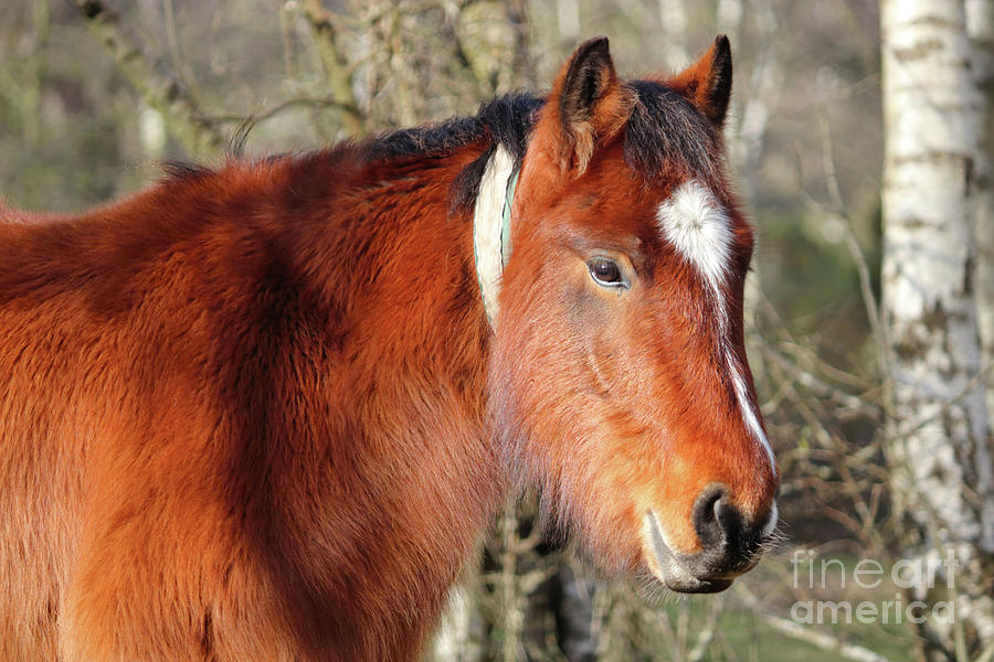 Profile of New Forest Pony Hampshire UK Photograph by Julia Gavin