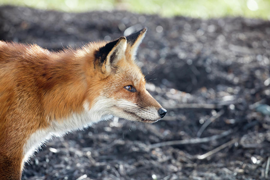 Profile of red fox close up Photograph by Karen Foley