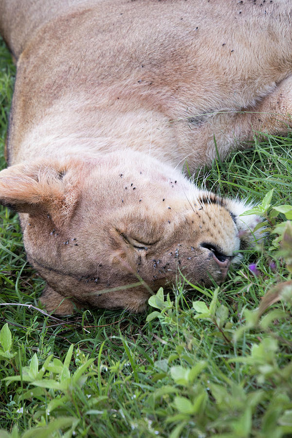 Profile of sleeping lioness, Ngorongoro Crater, Tanzania Photograph by Karen Foley