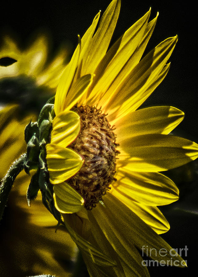 Profile of the Sunflower Photograph by Toma Caul