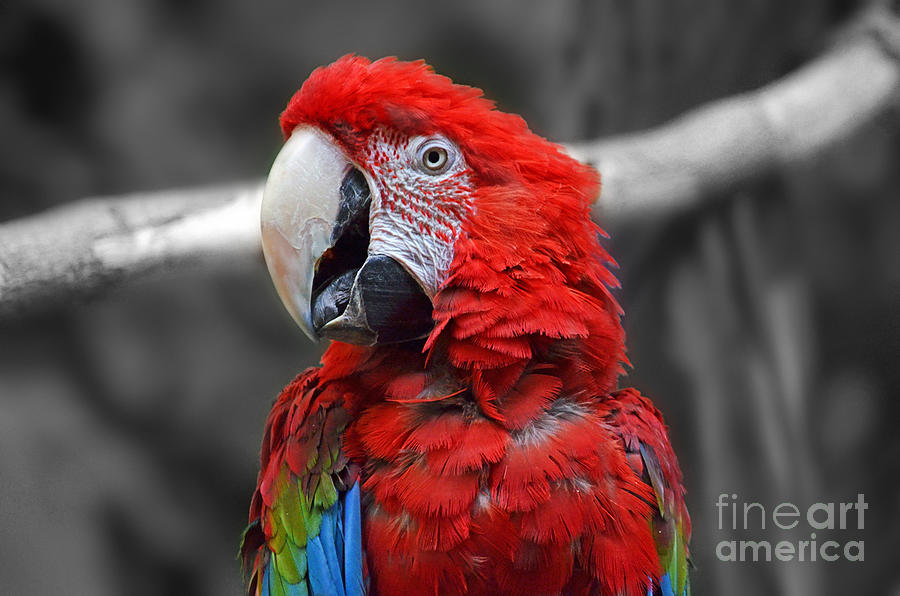 Parrot Photograph - Profile Portrait of a Parrot IV by Jim Fitzpatrick