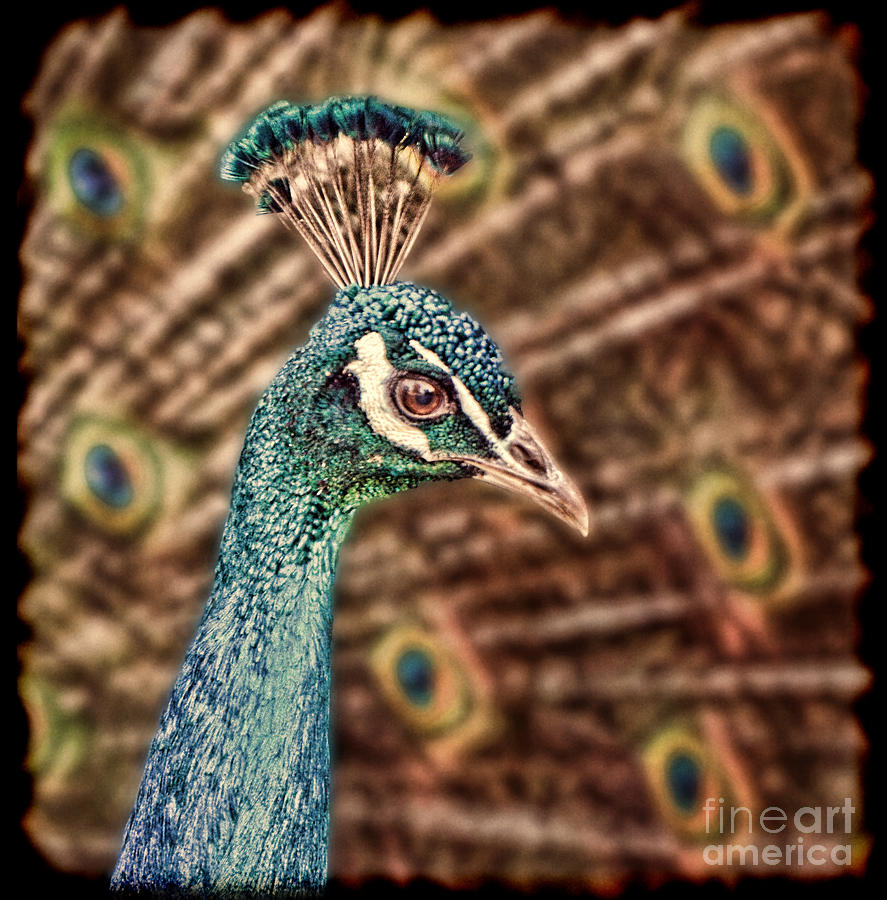 Profile Portrait of a Peacock II Digital Art by Jim Fitzpatrick