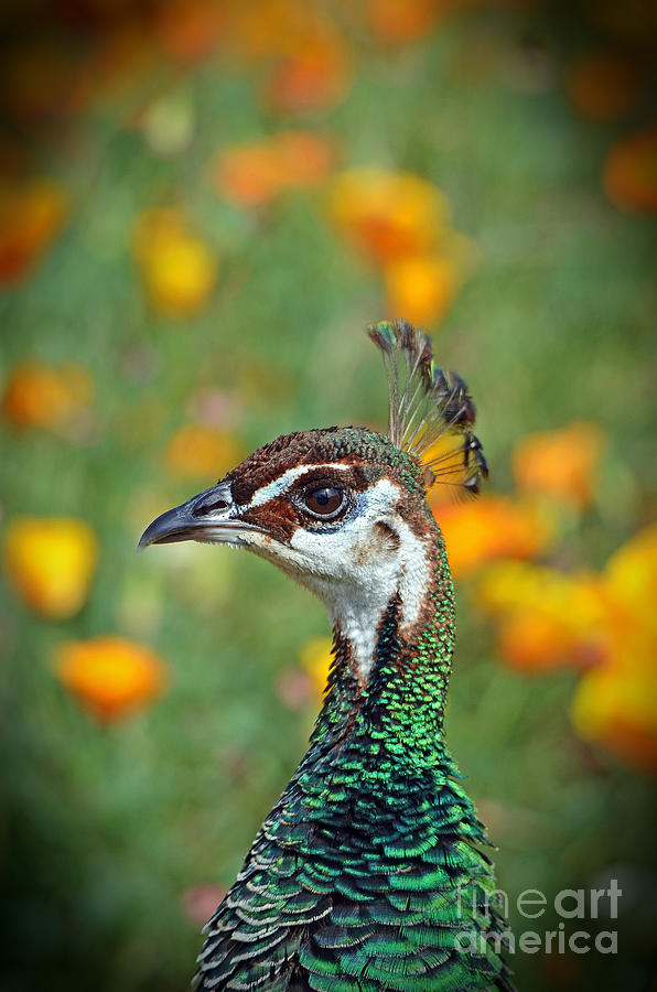 Profile Portrait of a Peacock Photograph by Jim Fitzpatrick