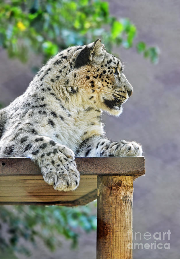Profile Portrait of a Snow Leopard  Photograph by Jim Fitzpatrick
