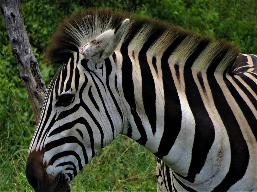 Profile zebra Photograph by Vijay Sharon Govender