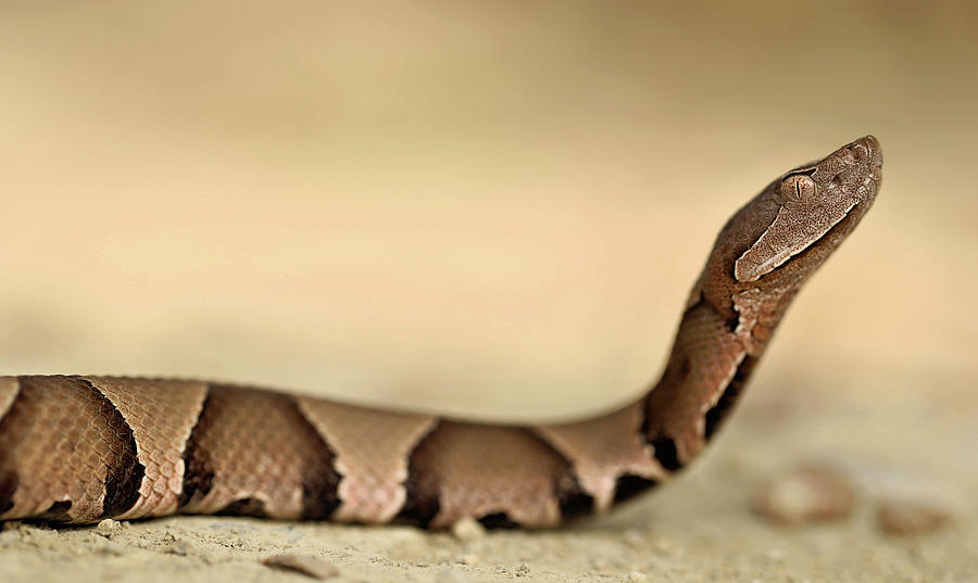 Profiling a Copperhead Photograph by Kyle Findley